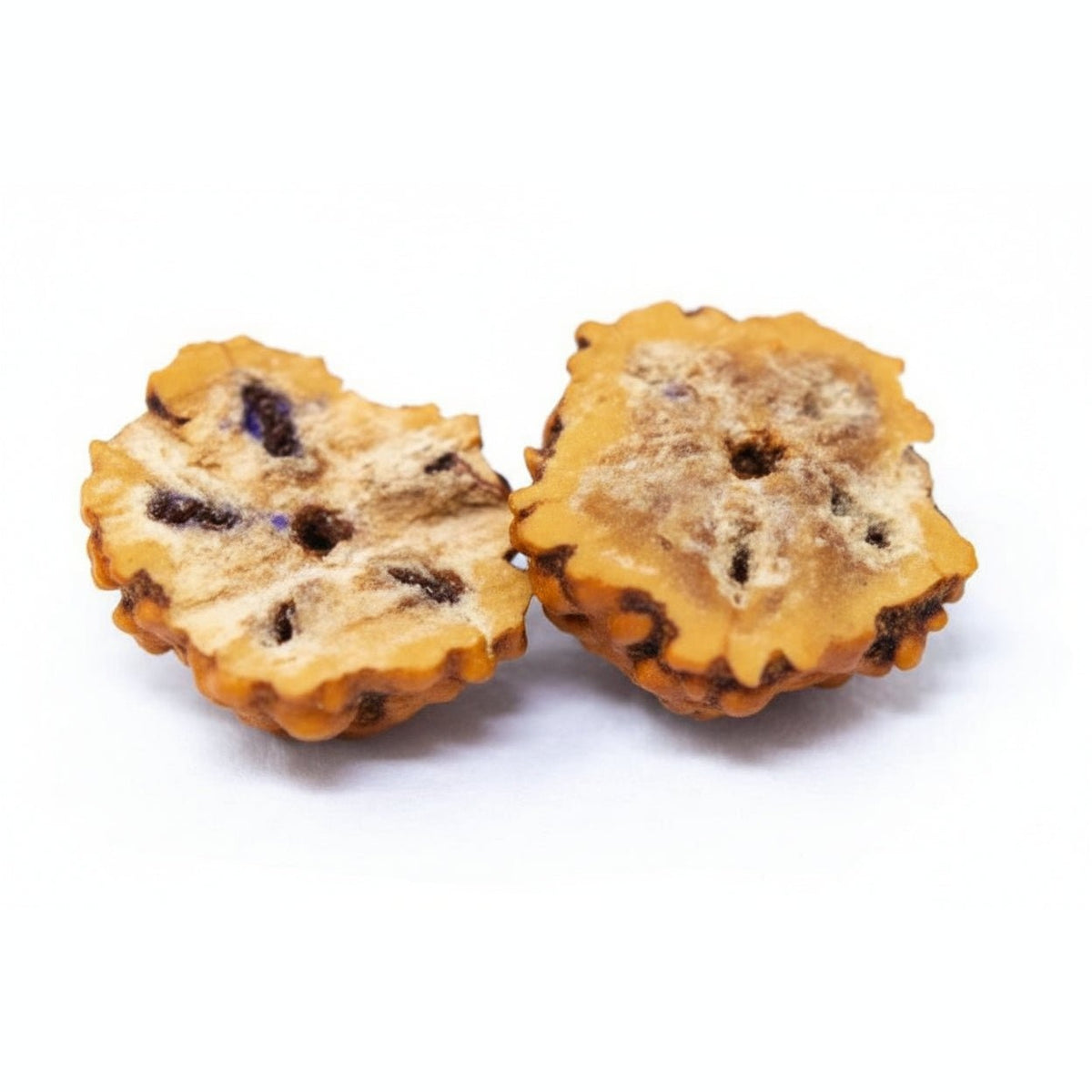 Sementes de rudraksha cortadas a mostrar o interior – detalhe