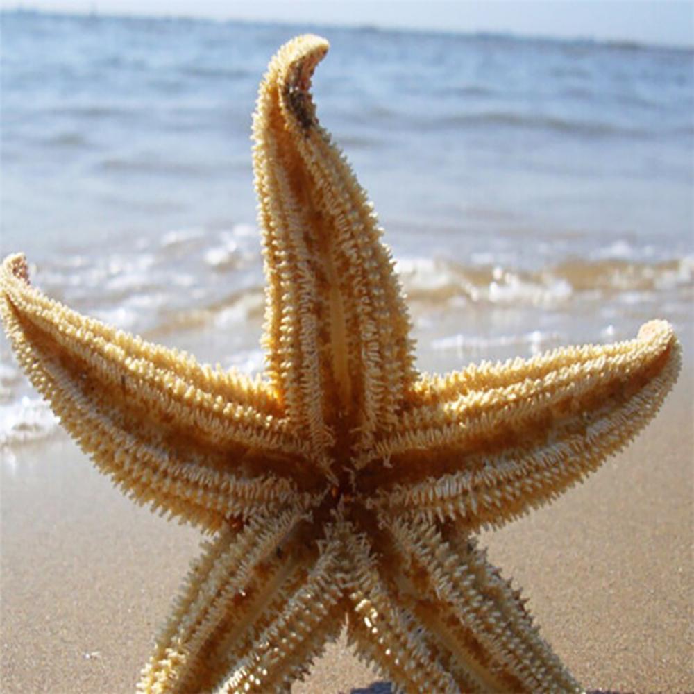 Stella Maris — Guide and Energy of the Waters
