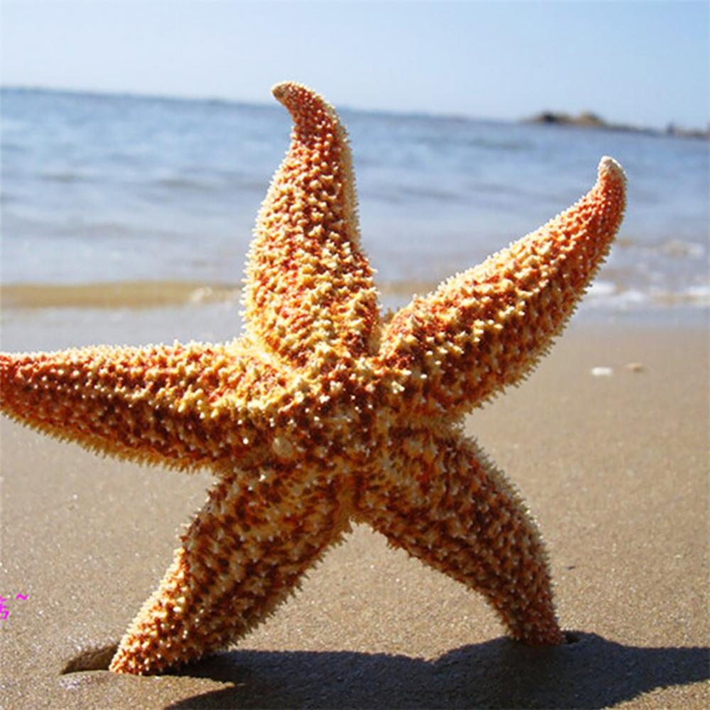 Stella Maris — Guide and Energy of the Waters