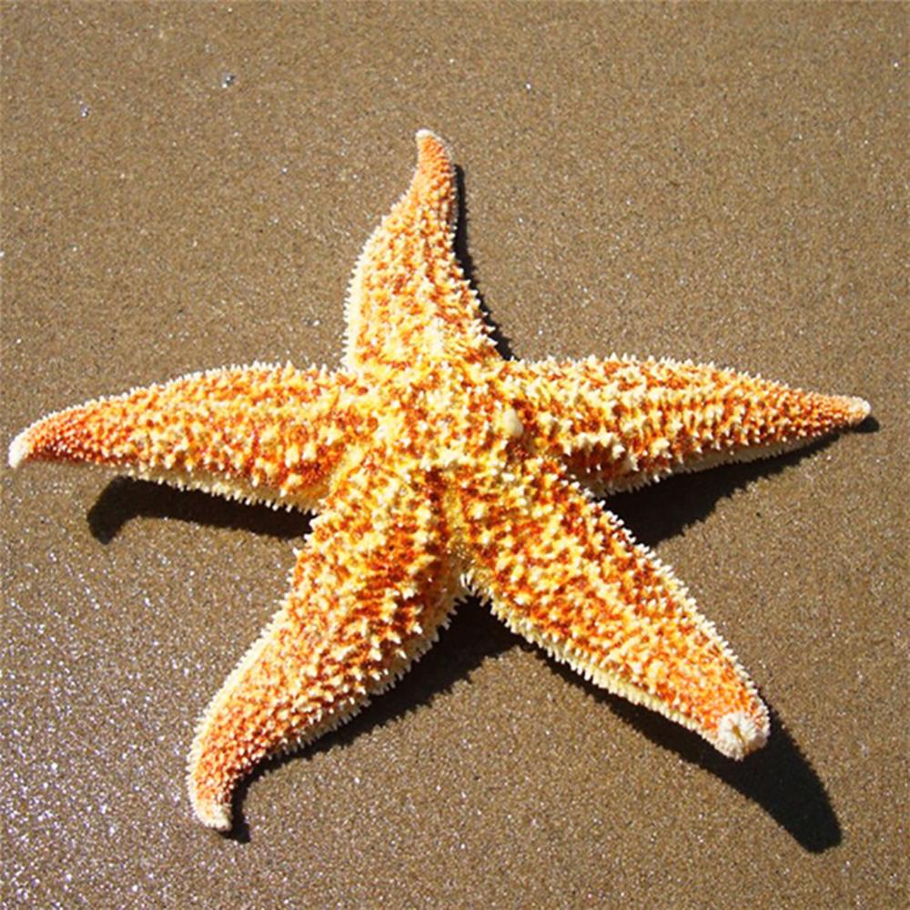 Stella Maris — Guide and Energy of the Waters